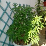 N13 kush re veg