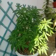 N13 kush re veg