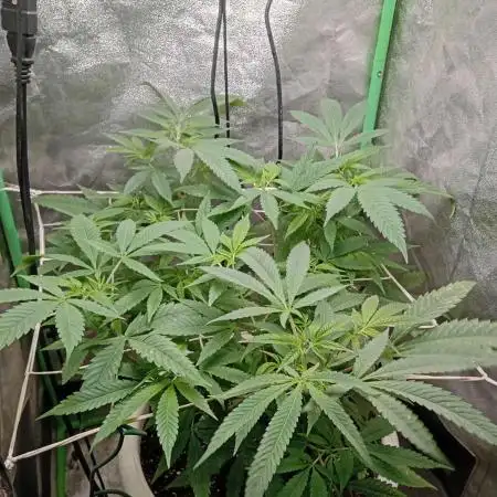 N13 kush by sensi seeds