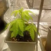 Sweet winter whit Crystal candy F1 F. F