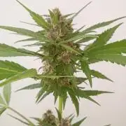 Banana purple punchRF3 Poor Summer part2