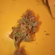 N13 kush by sensi seeds