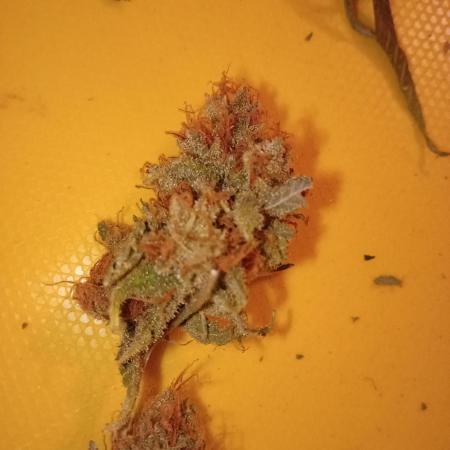 N13 kush by sensi seeds