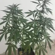 (afghan kush auto) poor Summer part 1