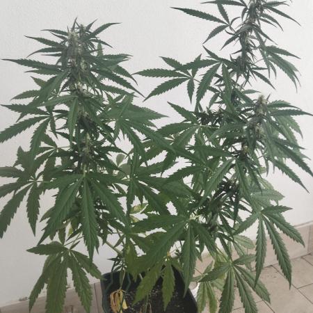 (afghan kush auto) poor Summer part 1