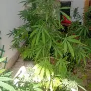 (afghan kush auto) poor Summer part 1