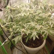 N13 kush by sensi seeds