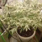 N13 kush by sensi seeds