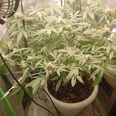 N13 kush by sensi seeds