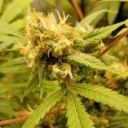 N13 kush by sensi seeds