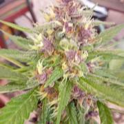 Banana purple punchRF3 Poor Summer part2