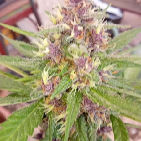 Banana purple punchRF3 Poor Summer part2