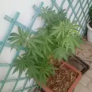 (Lemon mandarine) Poor Summer extra part