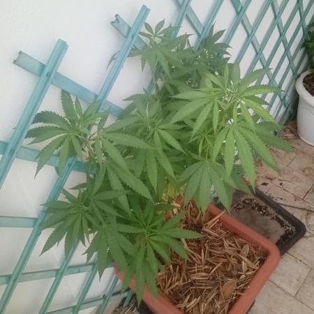 (Lemon mandarine) Poor Summer extra part
