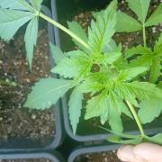 (afghan kush auto) poor Summer part 1
