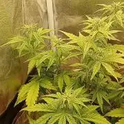 Old glory&lowcost,auto critical buddha