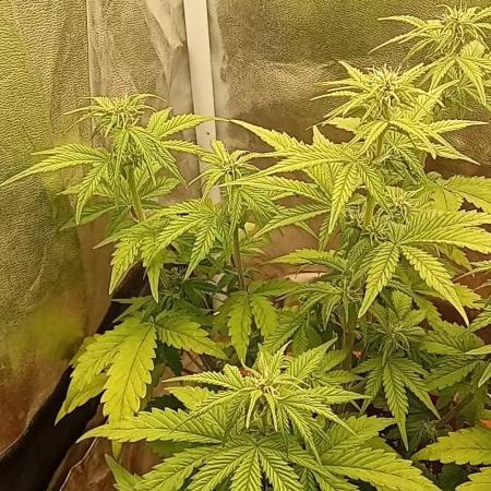 Old glory&lowcost,auto critical buddha