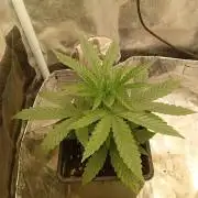 One plant One box whit bay burger