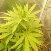 One plant One box whit bay burger