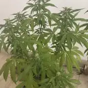 (afghan kush auto) poor Summer part 1
