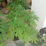 (afghan kush auto) poor Summer part 1