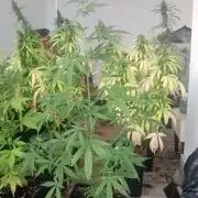(🦍🍪 auto)"poor Summer part 3"