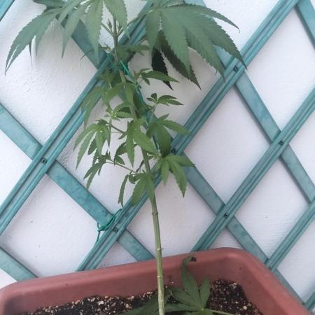 (Lemon mandarine) Poor Summer extra part