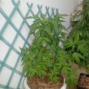 N13 kush re veg