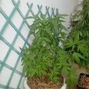 N13 kush re veg