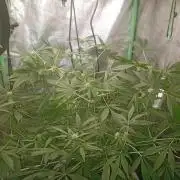 N13 kush by sensi seeds