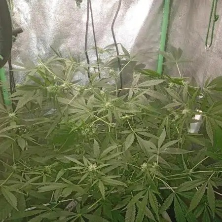 N13 kush by sensi seeds