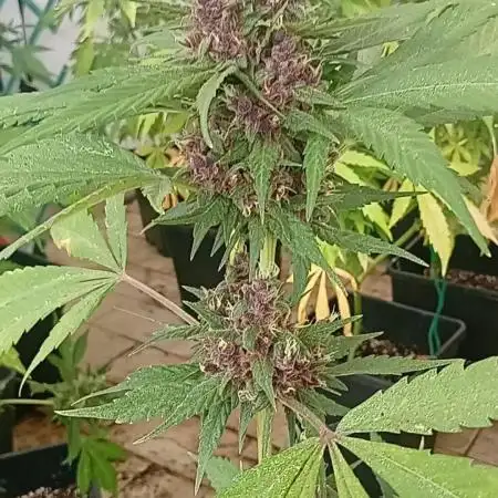 Banana purple punchRF3 Poor Summer part2