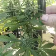 (🍌purple punch RF3) Poor Summer part2