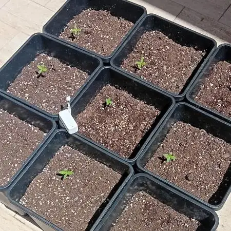(afghan kush auto) poor Summer part 1