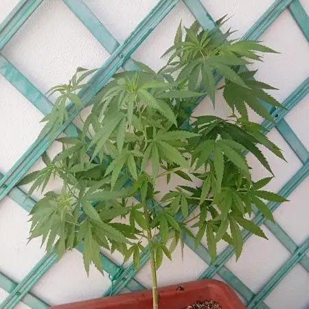 (Lemon mandarine) Poor Summer extra part
