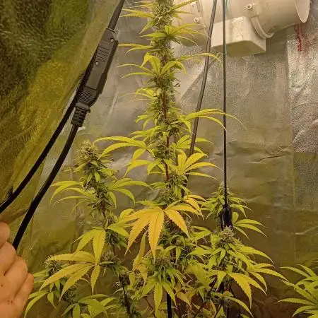 May harvest versione of n13kusk