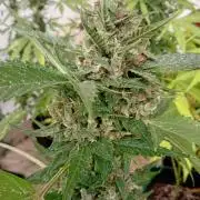 Banana purple punchRF3 Poor Summer part2