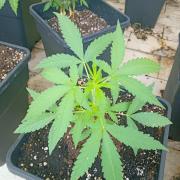 (🦍🍪 auto)"poor Summer part 3"