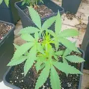 (🦍🍪 auto)"poor Summer part 3"