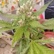 Banana purple punchRF3 Poor Summer part2