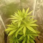 One plant One box whit bay burger
