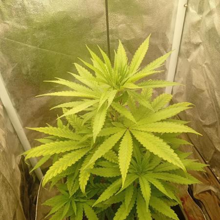 One plant One box whit bay burger