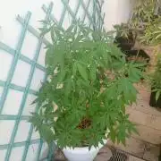 N13 kush re veg
