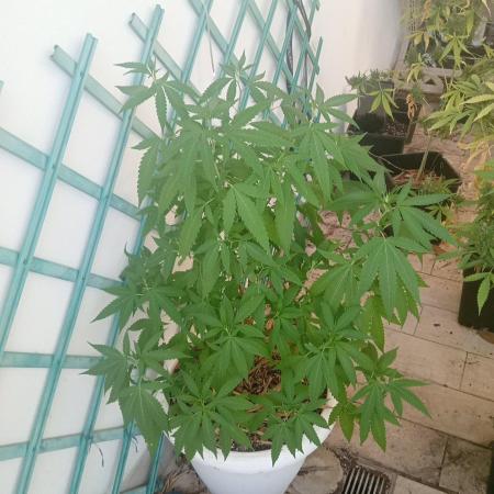 N13 kush re veg