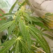 One plant One box whit bay burger