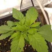 Sweet winter whit Crystal candy F1 F. F