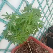 (Lemon mandarine) Poor Summer extra part