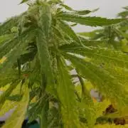 N13 kush re veg