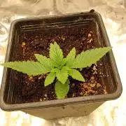 One plant One box whit bay burger