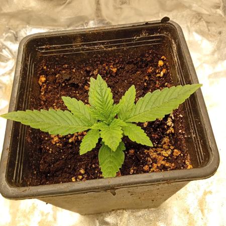 One plant One box whit bay burger